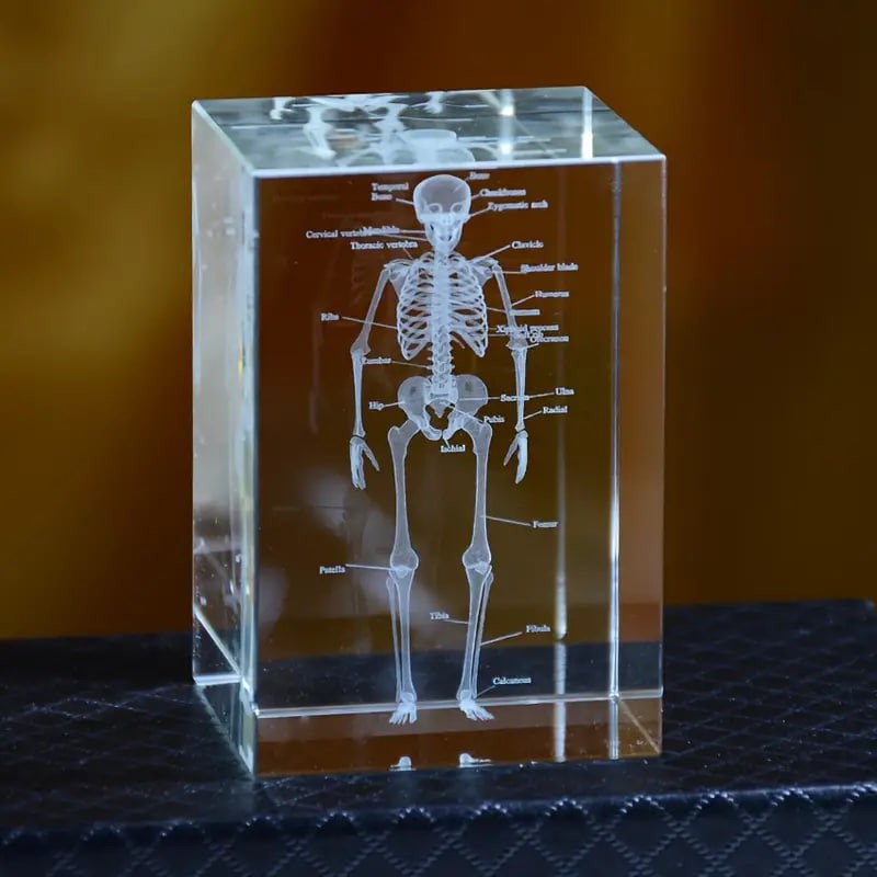 3D Scientific And Educational Solid Crystal Laser Engraving Bone Model Decoration